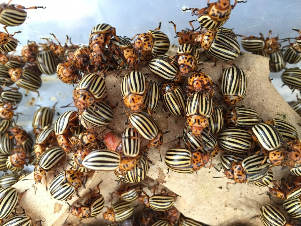 Photo: Swarm of Colorado potato beetles