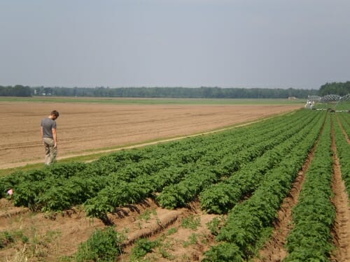 Photo: Man in field looking at potato plants