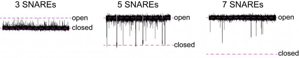 Graphic: Seen at finer time increments, a fusion pore with three proteins called SNARE is mainly closed and only flickers open. With five SNAREs, pores spend most of time open but flicker closed. A pore with seven SNAREs is almost always open.