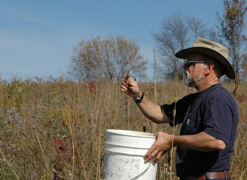 Photo: Steve Carpenter collecting Indian Grass seed in an effort to restore native prairie on a parcel of land he owns west of Madison. He maintains a small cabin on the property, where he also hunts. Courtesy of Steve Carpenter