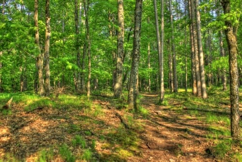 Photo: Trees in Gov. Thompson State Park