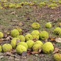 Osage oranges in Longenecker Horticultural Gardens, UW–Madison Arboretum (Photo: Susan Day / UW–Madison Arboretum)