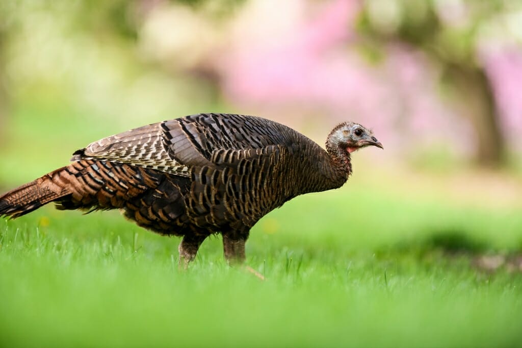 Photo: A wild turkey