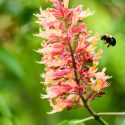 Photo: Bumblebee hovering near tree blossoms