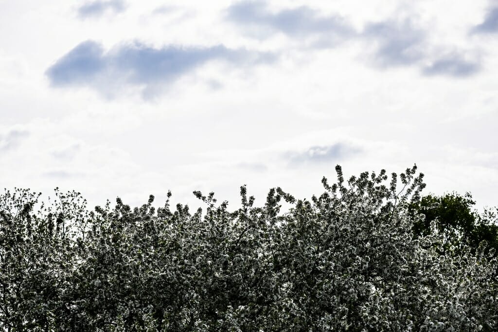 Photo: Treetops silhouetted against cloudy sky