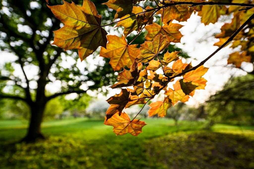 Photo: Closeup of leaves on a maple tree