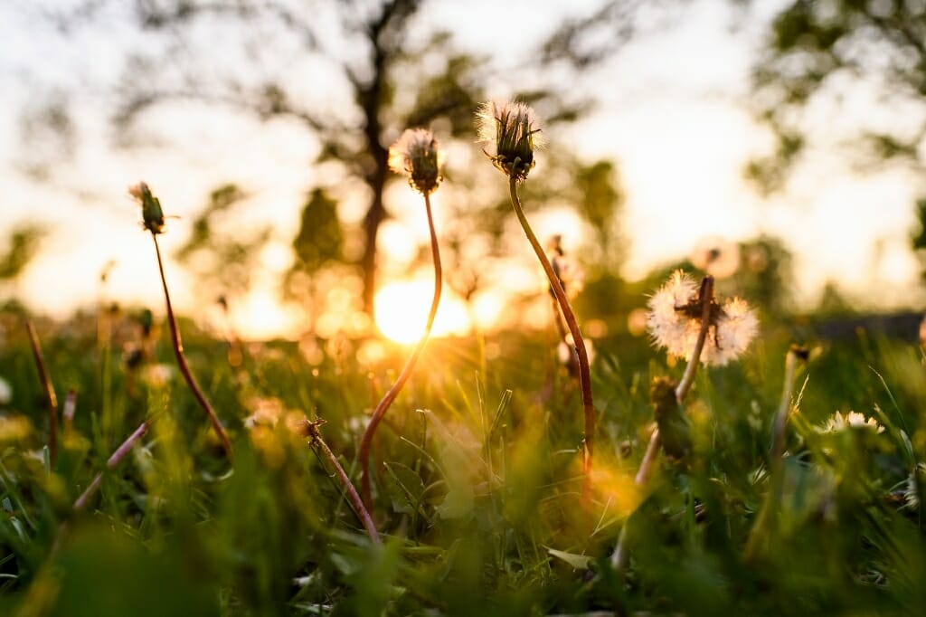 Photo: Dandelions