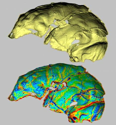 Photo: Homo naledi endocast