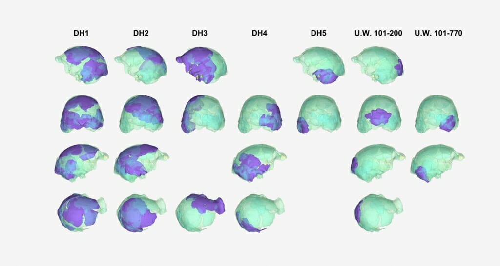 Small pictures of multiple colorized skulls