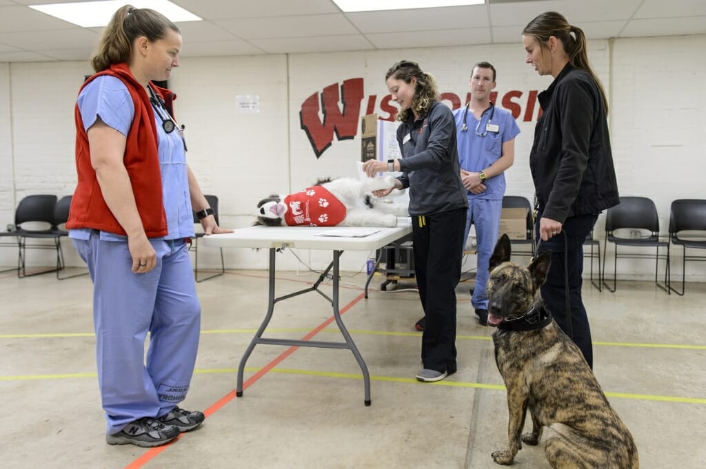 Photo: Dog watches person with stuffed dog