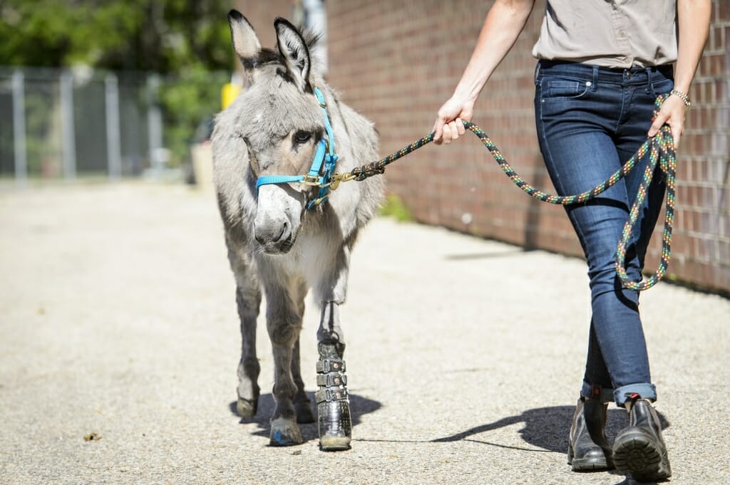 Morello walks Ferguson, a miniature donkey that had a deformed front left hoof. Amputation surgeries are more complicated for large animals, as the limbs bear more weight.