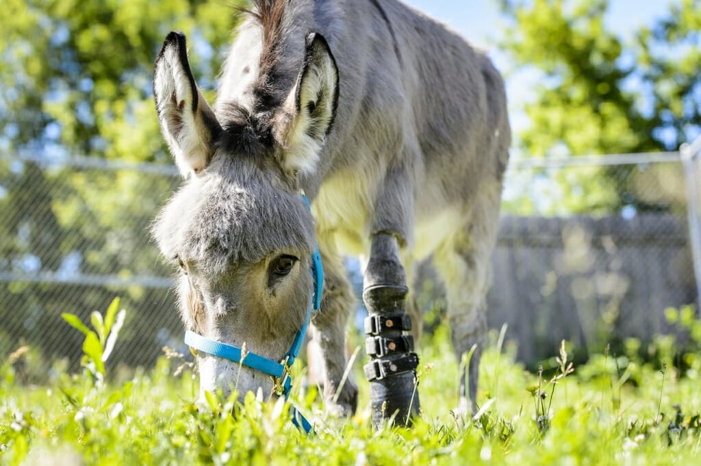 Ferguson, a miniature donkey who had a deformed front left hoof, eats grass in a small pasture as he finalizes his recovery from amputation surgery. 