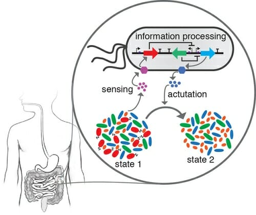 Graphic: Diagram of human gut