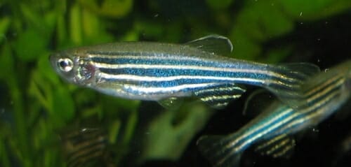 Photo: Zebrafish swimming