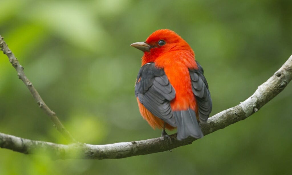 Photo: An unidentified red-and-black bird