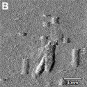 Atomic-scale images of gemcitabine-loaded nanoparticles reveal an unusual cylindrical shape.