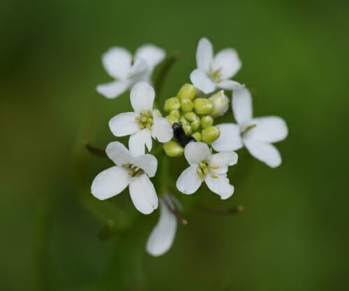 Photo: Closeup of Arabidopsis with white flowers