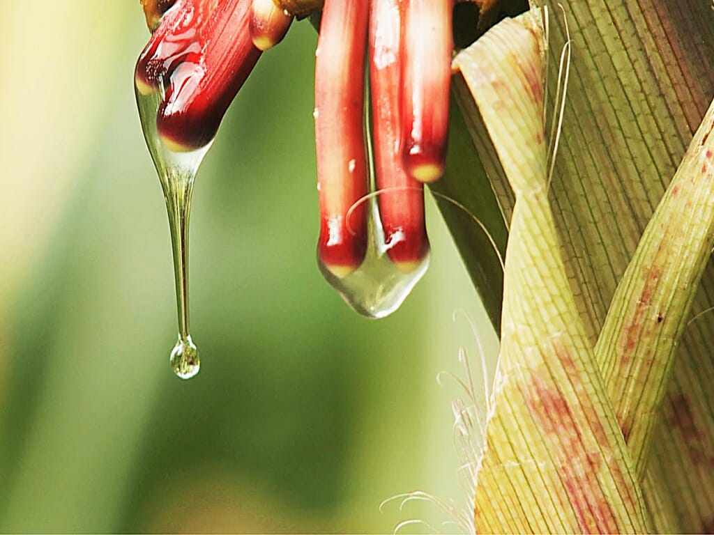 Photo: Dripping gel on corn plant