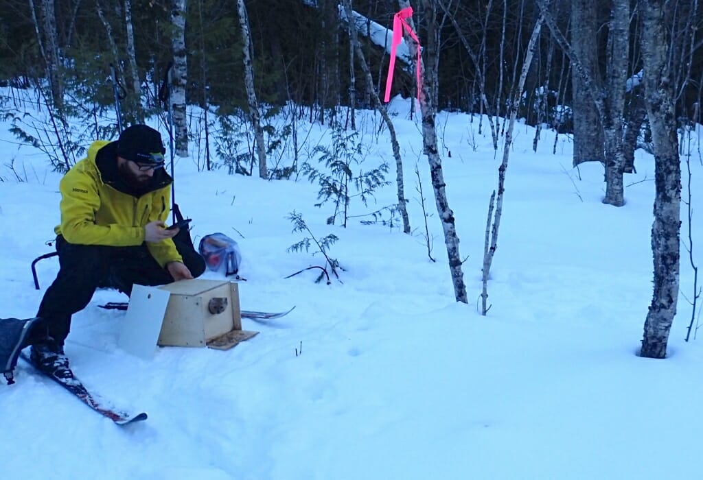 Photo: Man crouching behind box with marten emerging