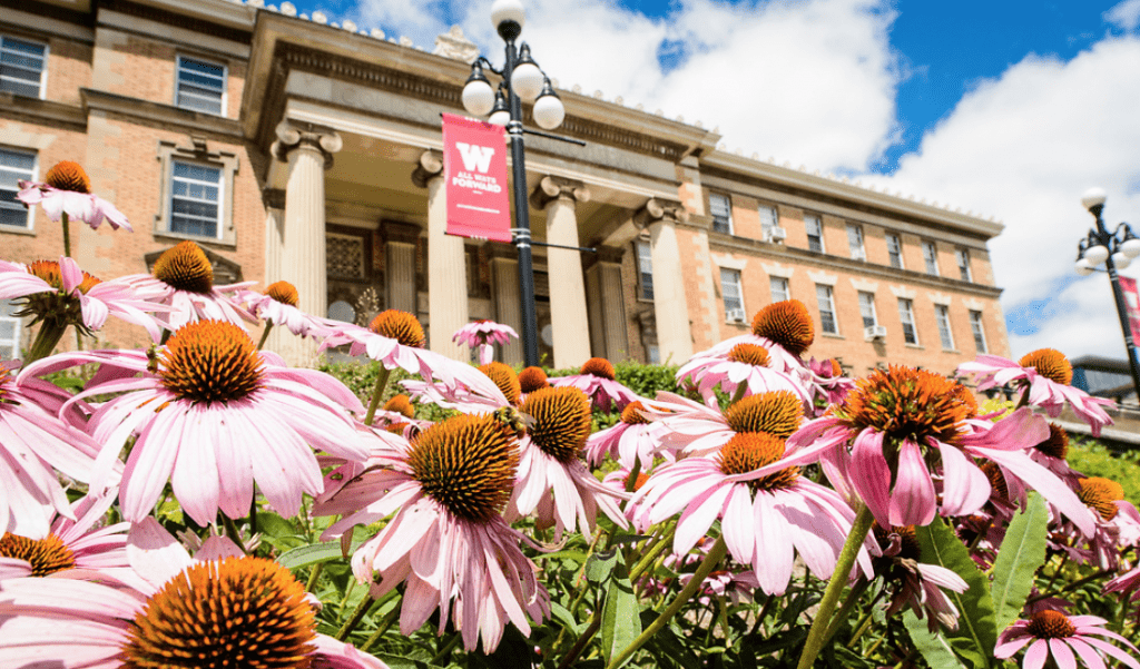 Bumble bees gather pollen on echinacea flowers outside of Agricultural Hall.