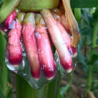 Photo: Corn plant secreting gel