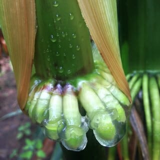 Photo: Corn plant secreting gel