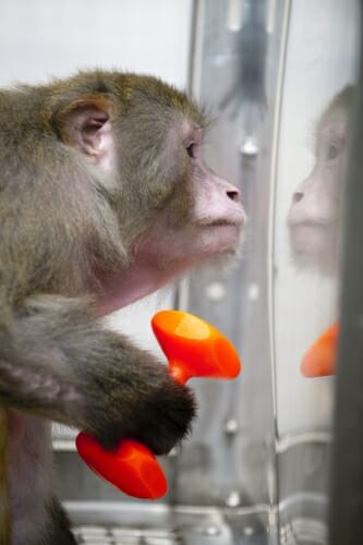 Photo: Monkey looking at its reflection in glass