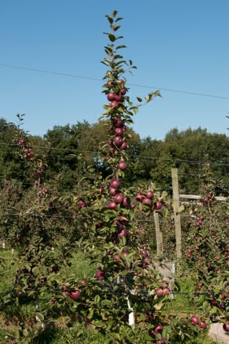 Photo of apple trees in an orchard.