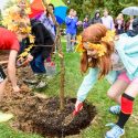 Caroline Soukup (right), a former student in the UW School of Human Ecology Child Development Lab, along with her former classmates, helps plant a Burr Oak tree during a President's Oak planting ceremony on Oct. 10.