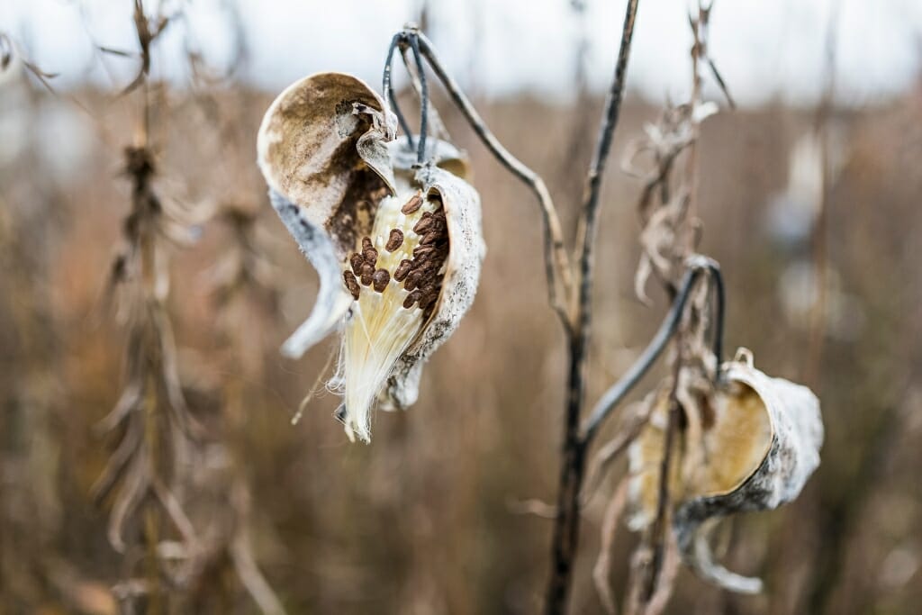 Photo of milkweed pods opening.