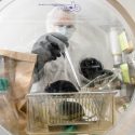 Nacho Vivas, lab manager at the Rey Lab in the Bacteriology Department, checks on a group of germ-free mice inside a sterile lab environment. A new study from the lab showed that mice that harbored the butyrate-producing bacteria Roseburia and that also ate a high-fiber diet suffered from less atherosclerosis and had reduced inflammation compared to mice without the bacteria.  