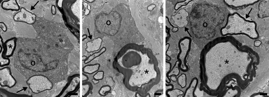 Photo: Three cross-section images of nerve tissue from cats