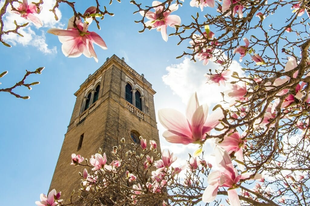 Photo: Carillon Tower framed by flower blossoms