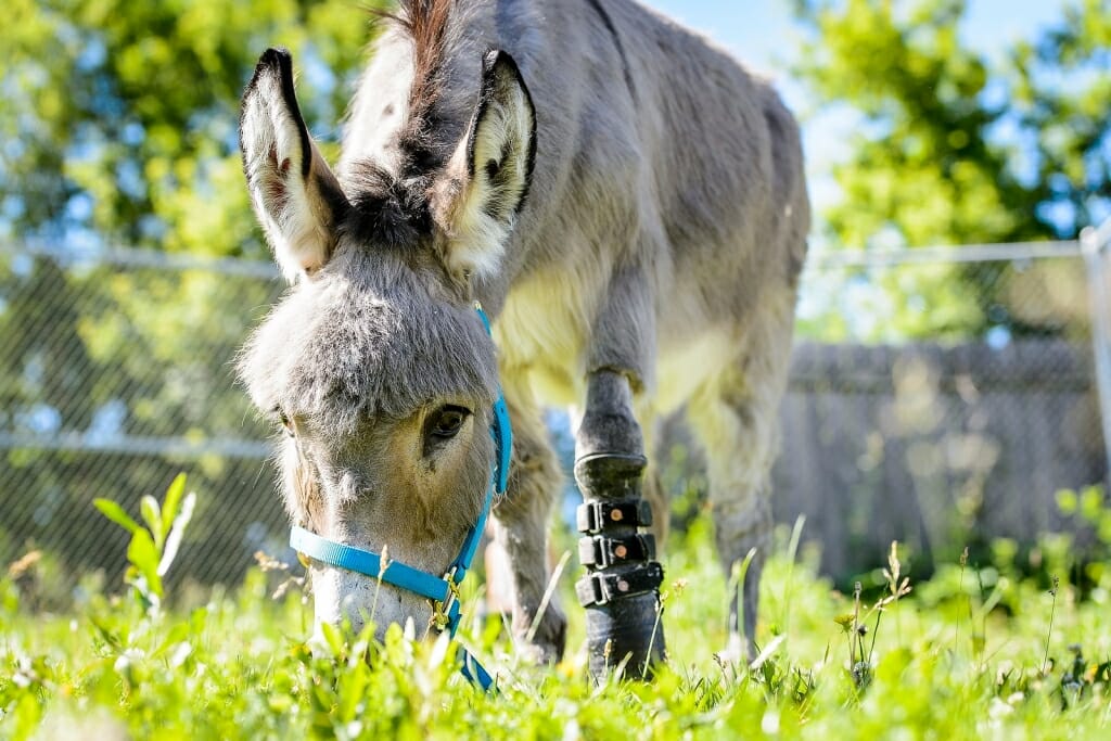 Photo: Donkey with prosthetic leg, grazing