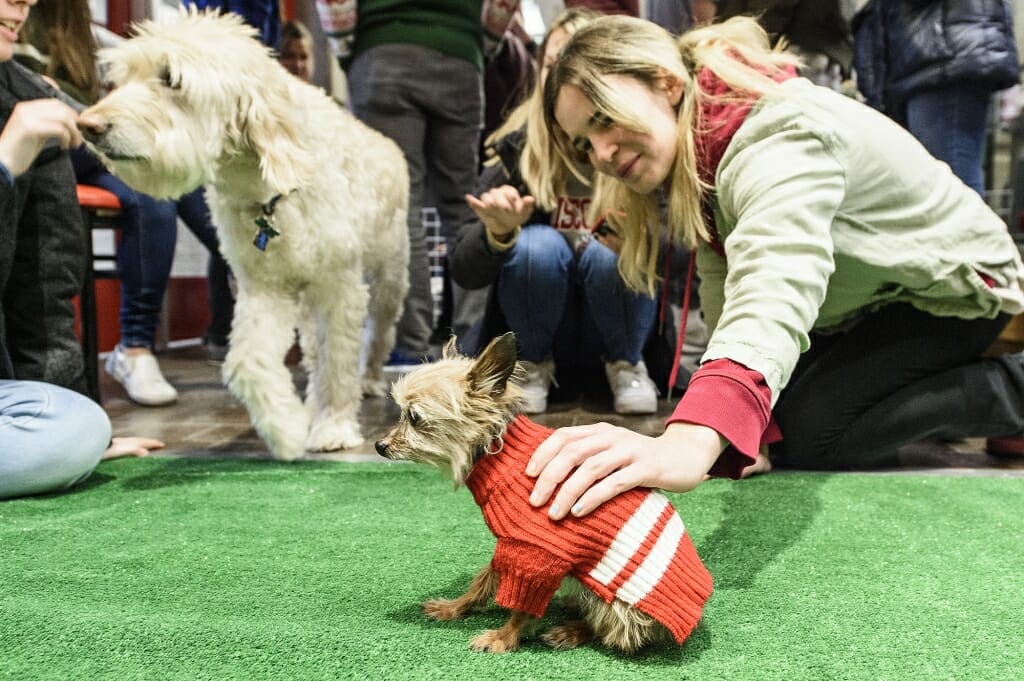 Theres not room for much more than one student at a time to pet Nugget.