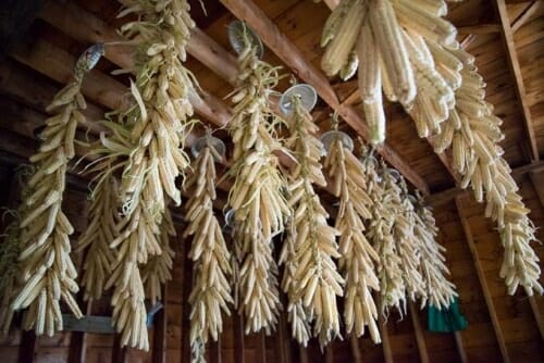 Photo: Braided white corn hangs from a ceiling.