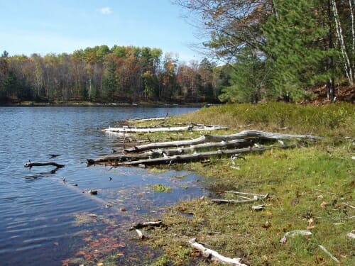 A photo of a lake beach with lots of small green plants on it.