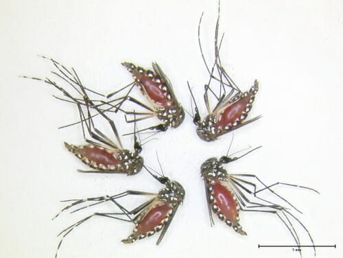 Photo of five dead mosquitoes with red distended bellies.