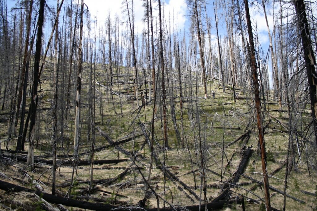 Photo: Burned trees