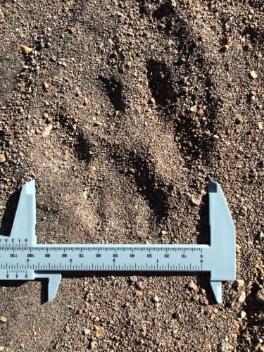 Photo: A paw print in the gravelly soil.