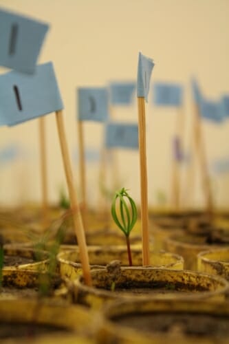 Photo: Seedling growing in small container of dirt