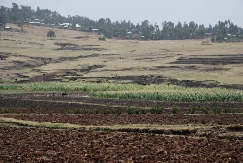 Photo: Sorghum field