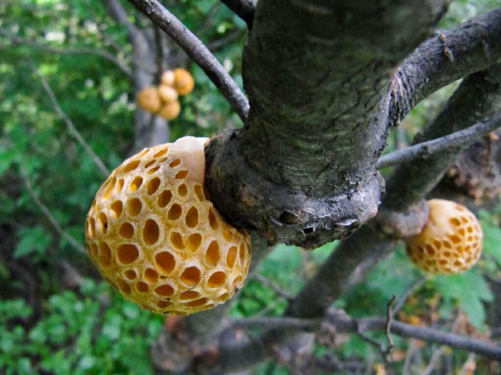 Photo: Galls on tree