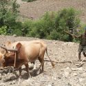 Photo: Farmer plowing with oxen