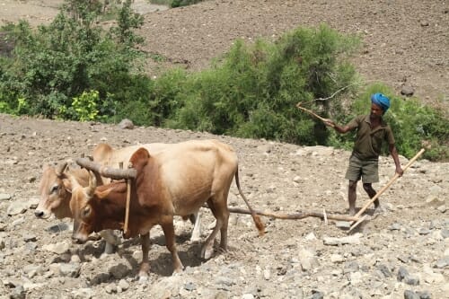 Photo: Farmer plowing with oxen