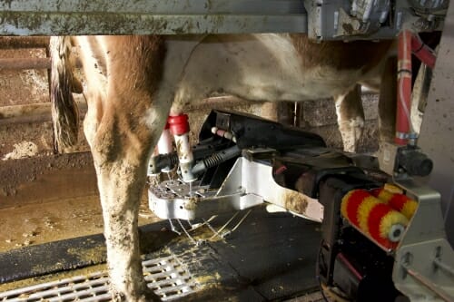 A robot milks a cow.