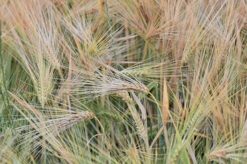 Photo: Closeup of winter wheat plants