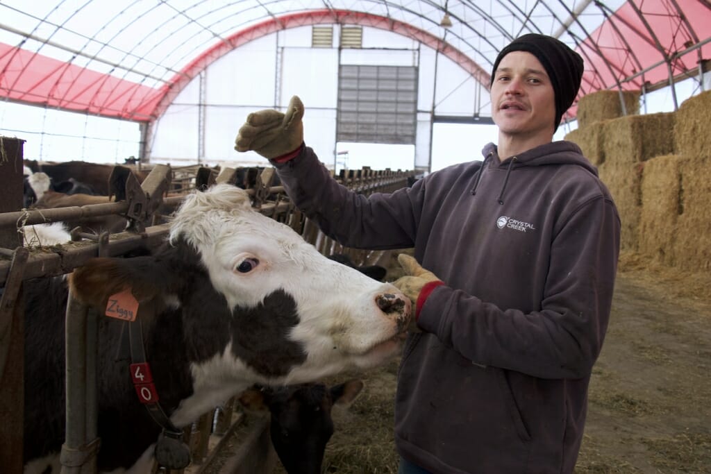 Photo: A man stands next to a cow.