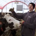 Photo: A man stands next to a cow.