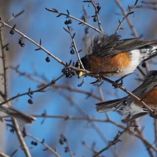 Photo: Robins in tree